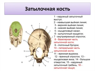 Человеческий затылочный бугор: Фото с возможностью выбора формата