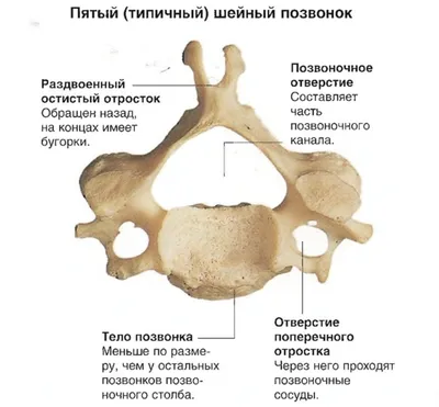 Изображение затылочного бугра человека: Скачайте в нужном формате