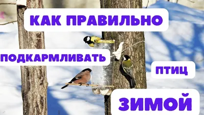 Изображения Завирушки: отличный способ расслабиться и насладиться природой