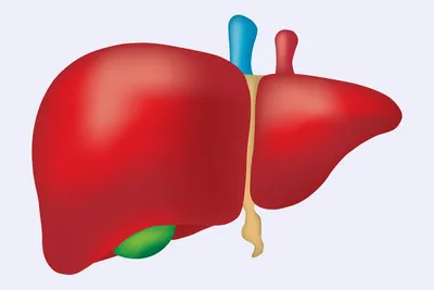 Фотоизображения Здоровой печени человека: выберите формат для скачивания
