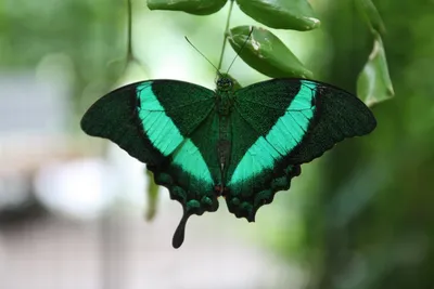 Прекрасная Зеленая бабочка - картинка