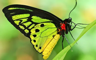 Фотография Зеленой бабочки для любителей природы