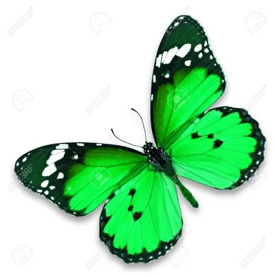 Зеленая бабочка  фото