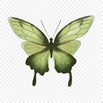 Зеленая бабочка в JPG формате для дизайнеров