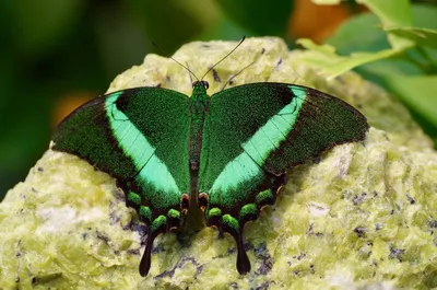Удивительная красота Зеленой бабочки
