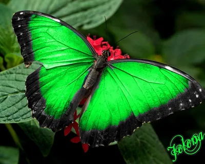 Великолепная Зеленая бабочка на экране вашего устройства