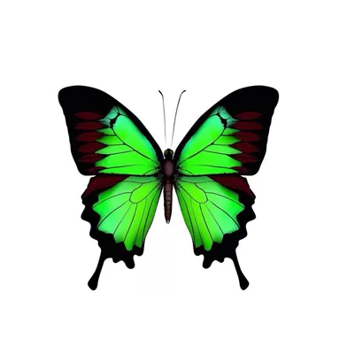 Уникальное фото Зеленой бабочки в формате PNG