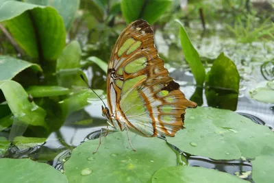 Красочная Зеленая бабочка на фото