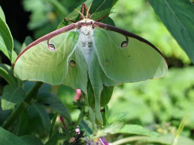 Зеленая бабочка в различных размерах