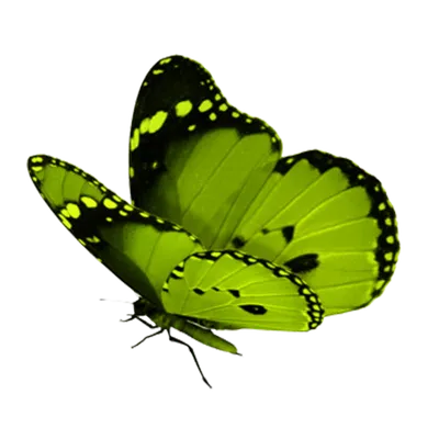 Фотография Зеленой бабочки для оформления сайта