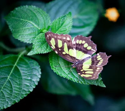 Зеленая бабочка - идеальный вариант для обоев