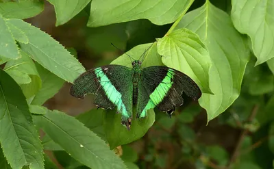Красочная Зеленая бабочка - идеальное дополнение к дизайну