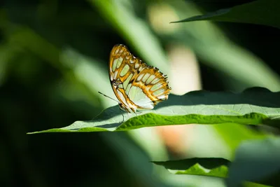 Уникальная фотография Зеленой бабочки для декора
