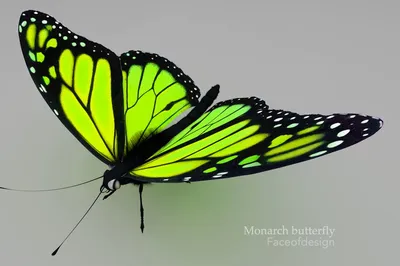 Прекрасная Зеленая бабочка имеет все шансы стать хитом