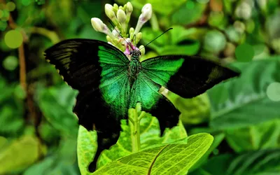 Уникальное фото Зеленой бабочки в минималистичном стиле