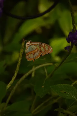 Красивая Зеленая бабочка в высоком разрешении для печати