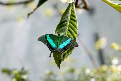 Фото Зеленой бабочки в различных размерах для всех целей