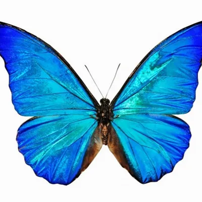 Зеленая бабочка - настоящее произведение искусства на фото