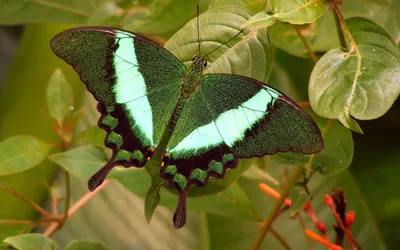 Зеленая бабочка в формате WebP - оптимальное изображение для интернета