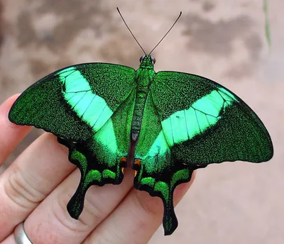 Фото Зеленой бабочки подходит для создания календарей
