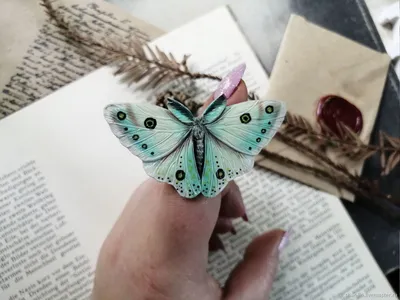 Зеленая бабочка - настоящая живопись на фотографии