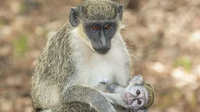 Фотографии обезьян: Зеленая мартышка на вашем экране