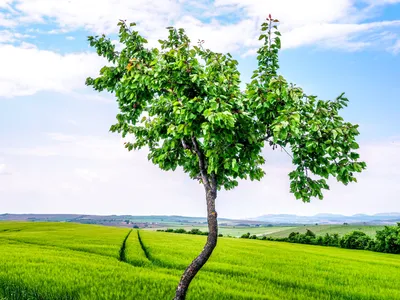 Природный мир в объятьях Зеленого дерева