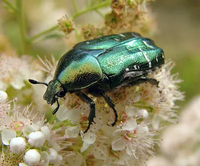 Зеленые жуки  фото