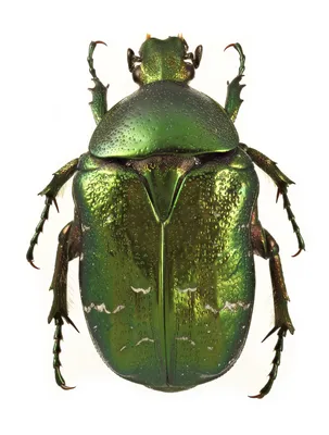 Красивые изображения зеленых жуков
