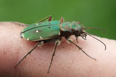 Фото зеленых жуков: впечатляющие цвета и формы