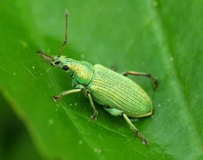 Зеленые жуки: фотографии, вдохновляющие на изучение природы
