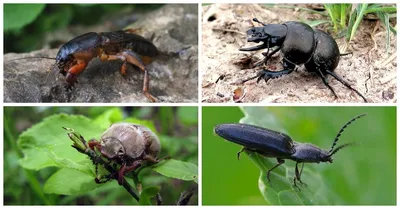Фотографии зеленых жуков: великолепие природы в объективе
