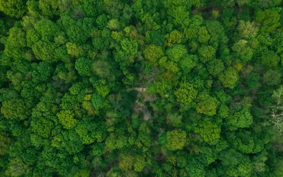 Фотографии, запечатлевшие магию Зеленого леса