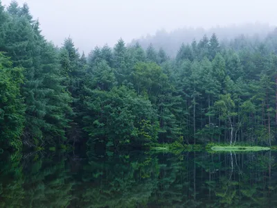 Природный пейзаж - фото леса в формате png