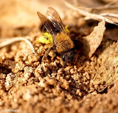 Земляная пчела  фото