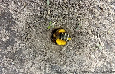 Скачать бесплатно новые фото пчелы