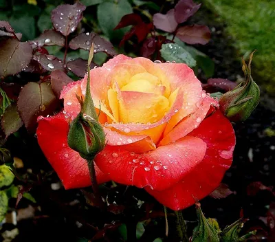 Земляная роза: фото для скачивания в разных форматах
