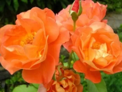 Фотография Земляной розы: выберите формат и размер
