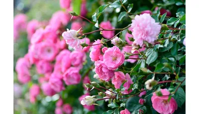 Загрузите фото Земляной розы в нужном формате (jpg, png, webp)