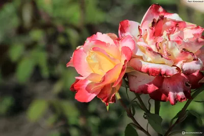 Земляная роза: изображение для скачивания (jpg, png, webp)