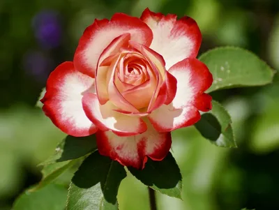 Земляная роза: выберите желаемую фотографию (jpg, png, webp)