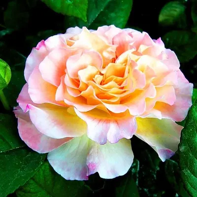 Фотография Земляной розы: выберите формат и размер изображения