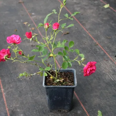 Земляная роза: фотография для скачивания в желаемом формате