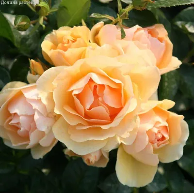 Фото Земляной розы: выберите желаемый формат и размер