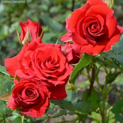 Земляная роза: выберите желаемую фотографию (jpg, png, webp)