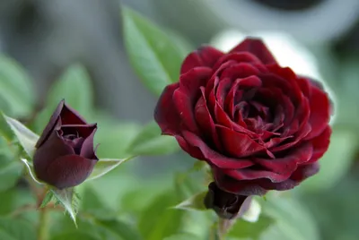Земляная роза: фотография с возможностью скачать в различных форматах
