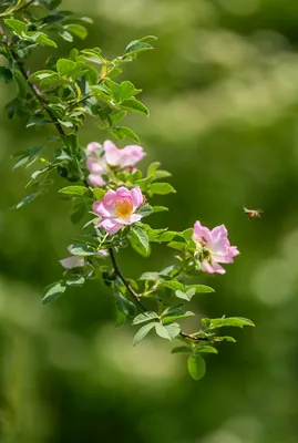 Земляная роза: изображение на ваш выбор с возможностью скачивания