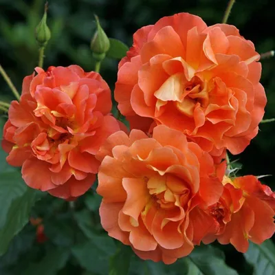 Фото Земляной розы: выберите размер и формат снимка