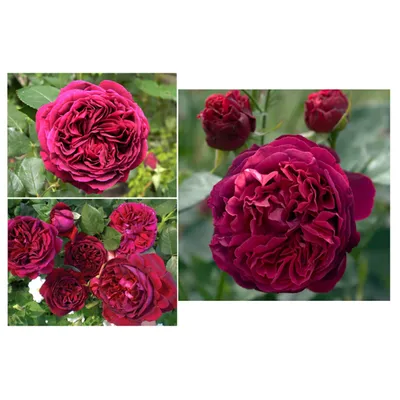 Земляная роза: фотка с возможностью скачать в различных форматах