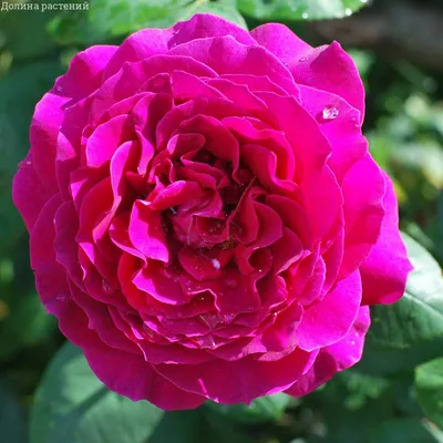 Земляная роза: картинка с выбором формата (jpg, png, webp)